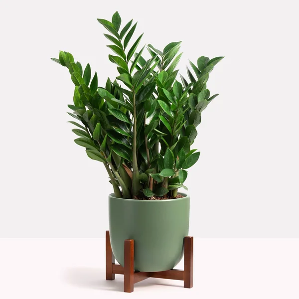 Peach & Pebble - Contour Ceramic Planter + Wood Stand Forest Green, Medium, 12 inch