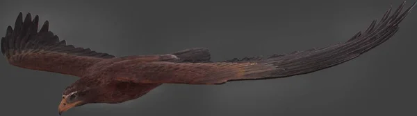 Eagle Flying Life Size Statue