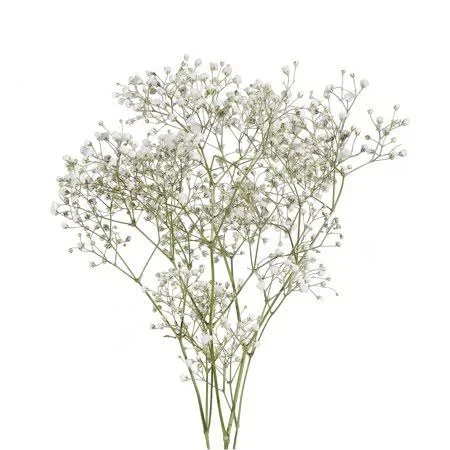 Baby&s Breath - Fresh Cut - 8 Bunches, Size: 250 GR, White