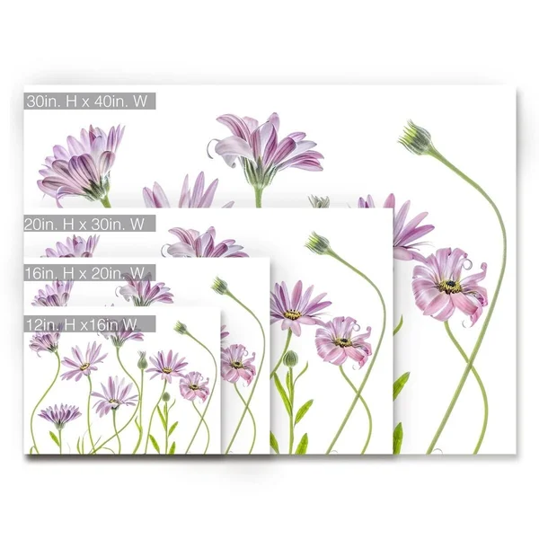 Ready2HangArt Cape Daisies I Canvas Wall Art