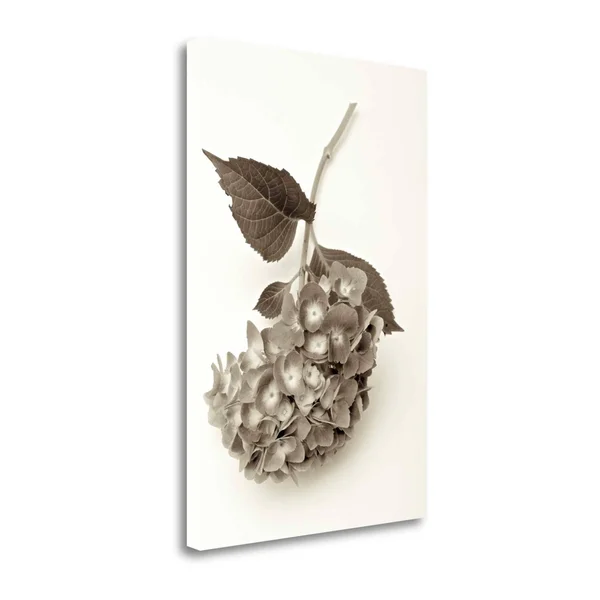 Garden Bloom - 3 by Alan Blaustein Fine Art Giclee Print on Gallery