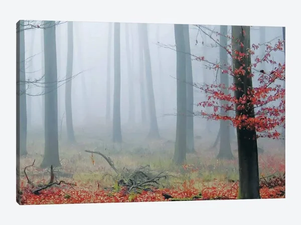 PhotoINC Studio Canvas Wall Decor Prints - Misty Woods ( scenic & landscapes > Nature > Mist & Fog art)
