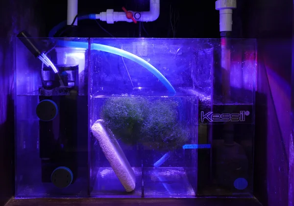 Kessil H160 Tuna Flora LED Refugium Light