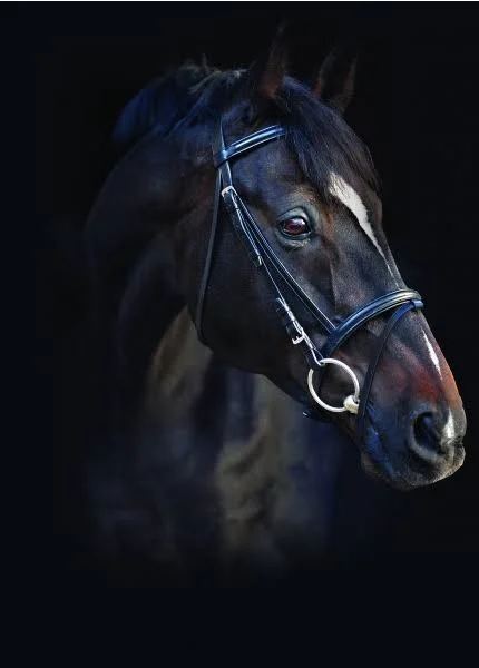 Amigo Bridle with Flash & Rubber Reins, Standard Horse, Black