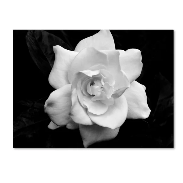 Trademark Global Kurt Shaffer &Gardenia in Black and White& Canvas Art