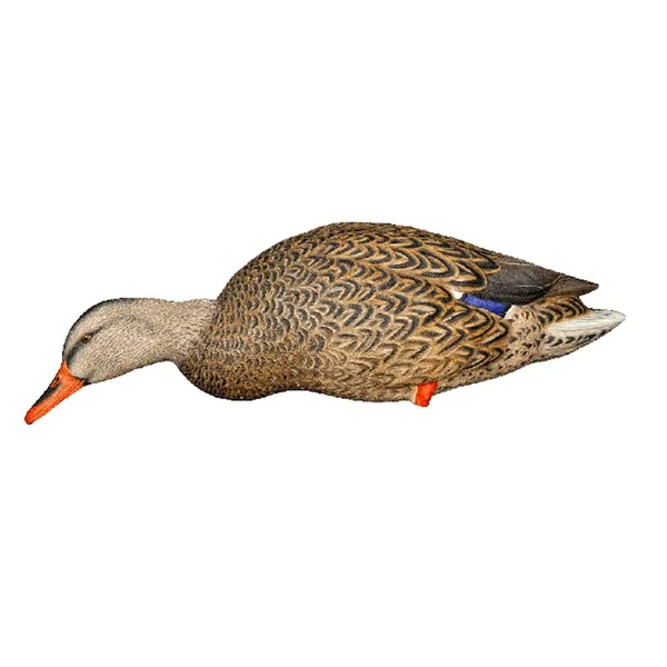 Avian-X Full Body Mallard Decoys 6 Pack