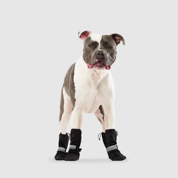 Soft Shield Boots - Red - Canada Pooch - Dog Apparel & Accessories