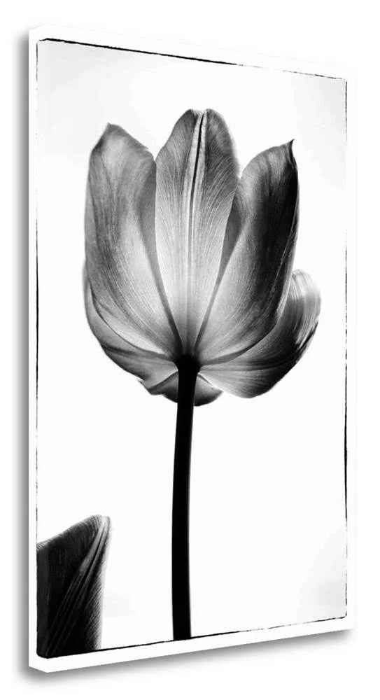 Tangletown Fine Art 31x22 x 22x22 Translucent Tulips I Giclee on Gallery Wrap Canvas