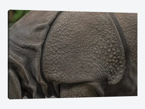 Rhino Lining Canvas Artwork Print by Louis Ruth ( Animal Art > wildlife > rhinoceroses art)