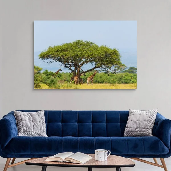 Giraffes Under An Acacia Tree on The Savanna, Murchison Falls National Park, Uganda, Canvas Wall Art, 60x40, Great Big Canvas