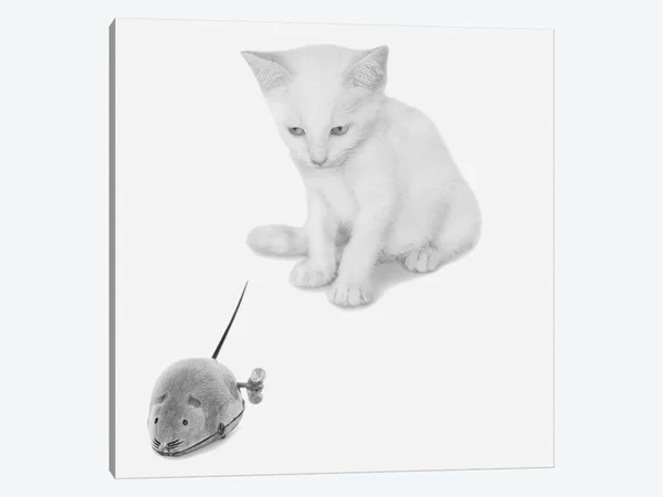 Jon Bertelli Canvas Wall Decor Art Prints - Qu&est-ce Que C&est? ( Animal Art > Cats art)