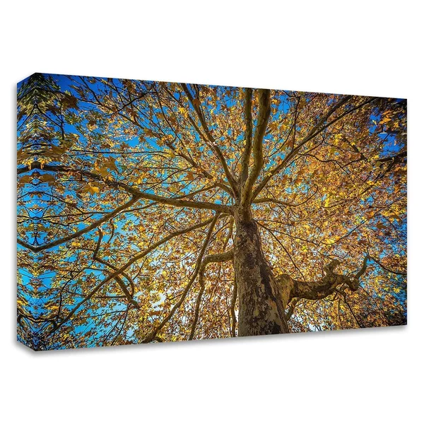 Tangletown Fine Art 24x22 x 36x22 Fall Tree by Tim Oldford Print on Canvas