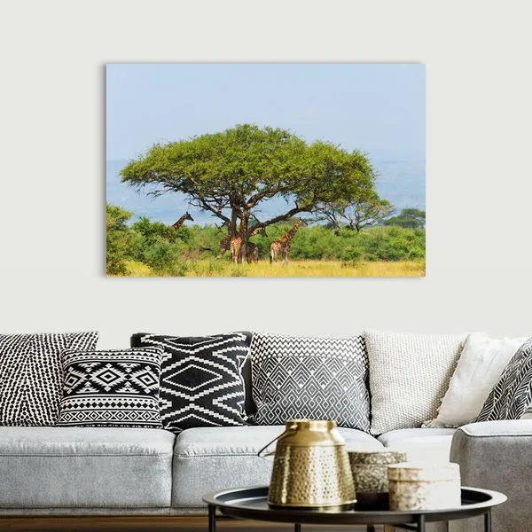Giraffes Under An Acacia Tree on The Savanna, Murchison Falls National Park, Uganda, Canvas Wall Art, 60x40, Great Big Canvas