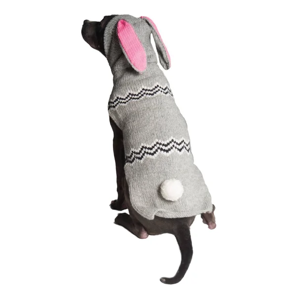 Chilly Dog Bunny Dog Sweater Hoodie