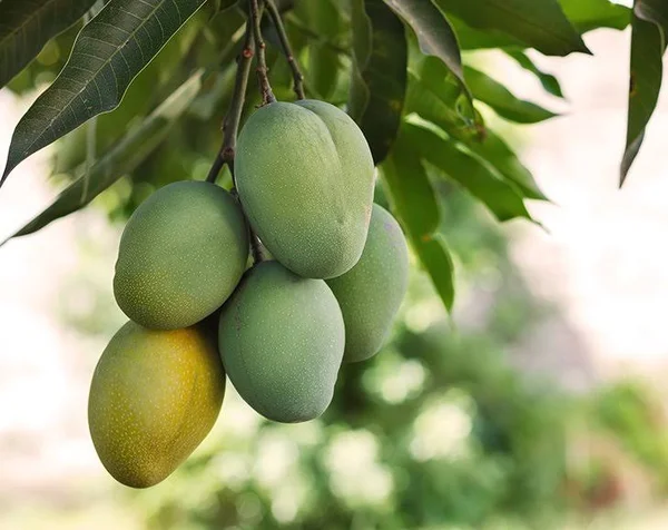 Diced Mango - 44 Pounds - by Food to Live