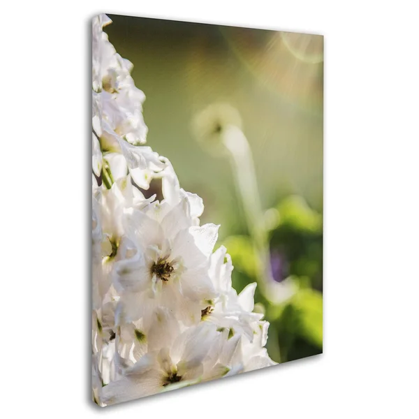 Trademark Fine Art Ks01298-C1824Gg Kurt Shaffer 'Rays of Love' Canvas