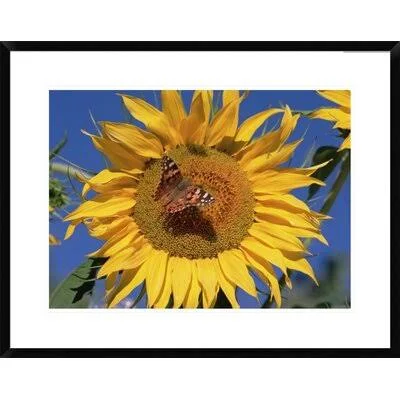 Global Gallery Painted Butterfly on Sunflower - New Mexico by Tim Fitzharris Framed Photographic Print Size: 24x22 H x 30x22 W x