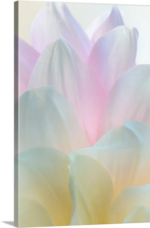 Dahlia Blossom II, Canvas Wall Art, 20x30, Great Big Canvas