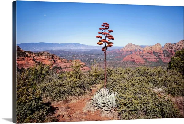 Agave Americana Flowering Stalk - Sedona, Arizona, Canvas Wall Art, 30x20, Great Big Canvas