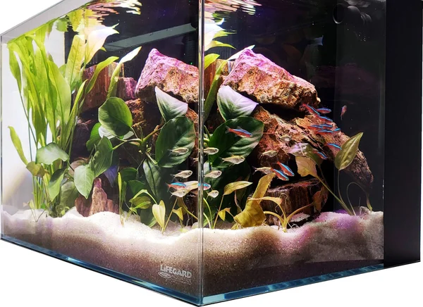 Lifegard Aquatics Ultra Low Iron Glass Crystal Aquarium with Built-in Back Filter - 24 Gallons