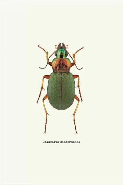 GraphINC Large 3-Piece Canvas Print - Chlaenius Kindermanni ( Animal Art > Insects > Beetles art)