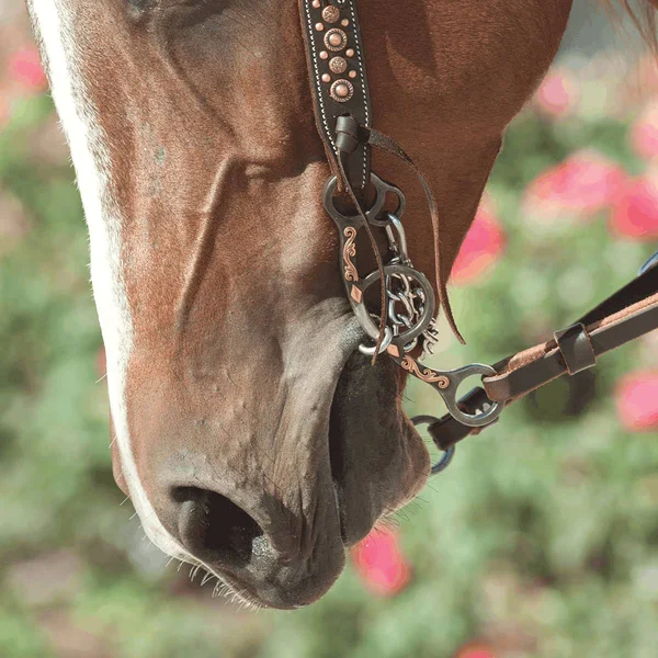 Classic Equine Diamond Short Shank Twisted Wire Bit