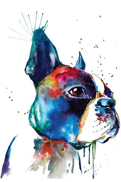Framed Canvas Art - Boston by Weekday Best ( Animal Art > Dogs > Terriers > Boston Terriers art)