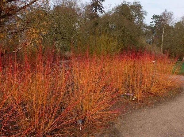 Arctic Fire Dogwood - 3 gal. by PlantingTree