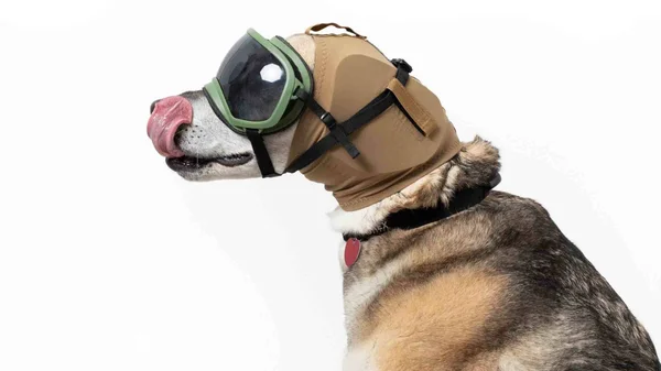 Rex Specs Ear Pro