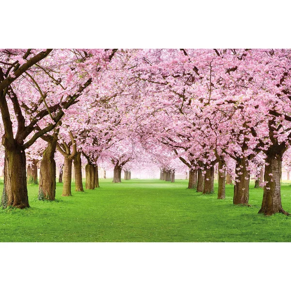 Great Art Large Photo Wallpaper – Cherry Blossom Tree – Picture Decorative Spring Landscape Avenue Cherry Blossoms Sakura Bloom